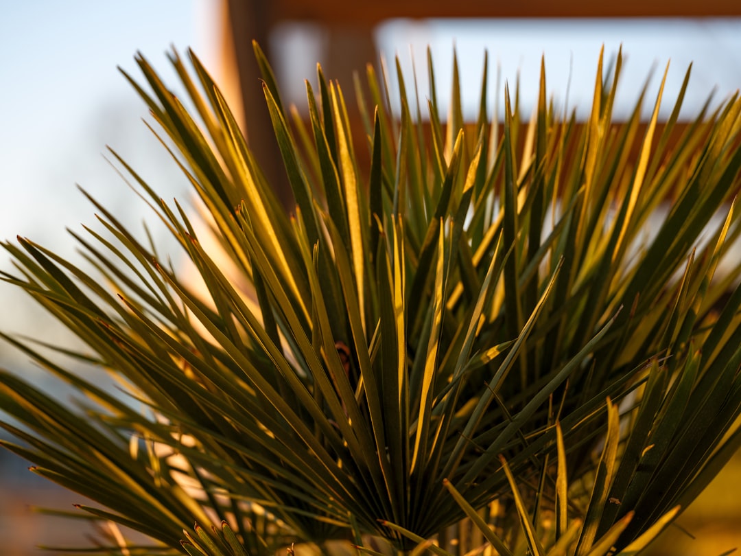 découvrez comment propager facilement le yucca grâce à nos conseils simples et efficaces pour réussir la multiplication de cette plante d'intérieur et d'extérieur.