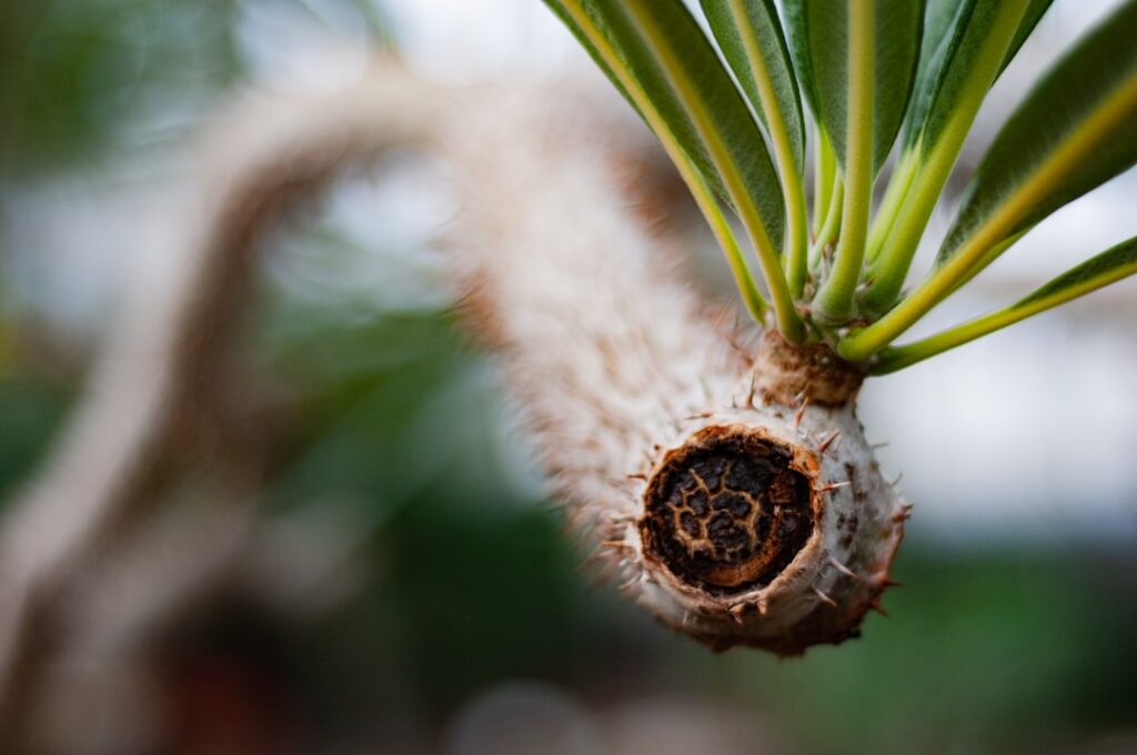 découvrez les meilleures méthodes pour la multiplication du yucca, astuces et conseils pour réussir la propagation de cette plante résistante.