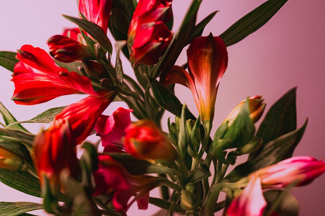 découvrez comment couper et entretenir l'alstroemeria pour profiter de ses fleurs éclatantes plus longtemps.