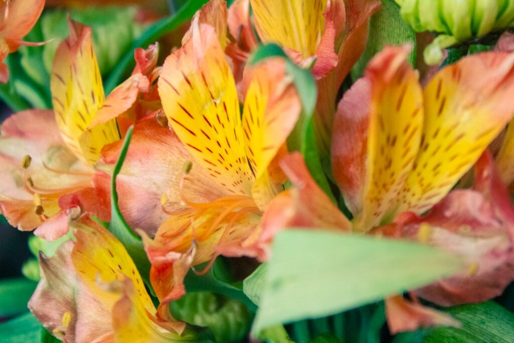 découvrez comment couper et entretenir l'alstroemère pour prolonger sa beauté et sa fraîcheur dans vos bouquets et jardins.
