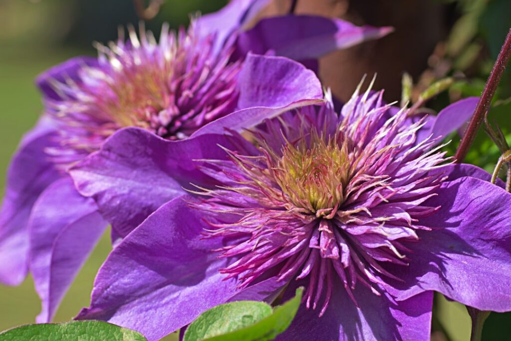 découvrez les méthodes efficaces pour la propagation du clématite, conseils de culture et entretien pour réussir la multiplication de vos plantes florales.