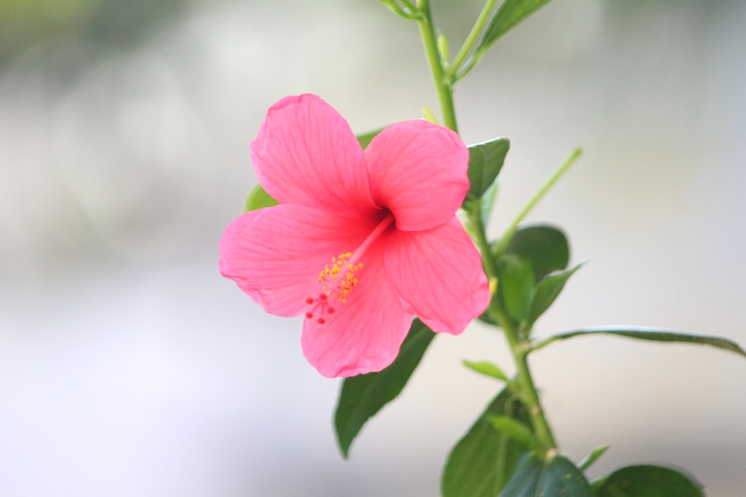 découvrez comment bouturer l'hibiscus facilement pour obtenir de magnifiques plantes fleuries chez vous. guide étape par étape pour réussir vos boutures d'hibiscus.
