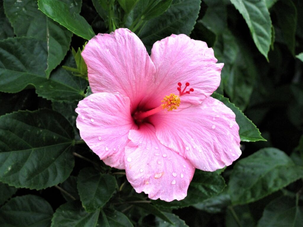 découvrez comment bouturer l'hibiscus facilement pour créer de nouvelles plantes florissantes chez vous. guide étape par étape pour réussir vos boutures d'hibiscus.