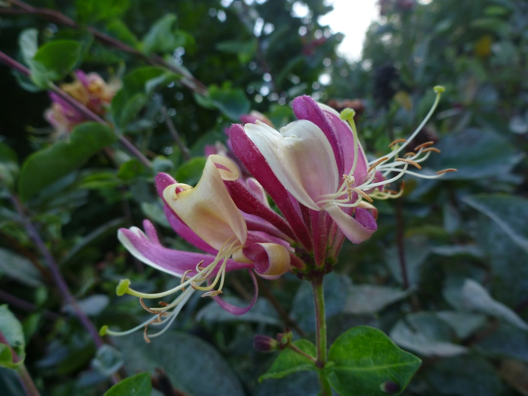 découvrez les méthodes efficaces pour la propagation du chèvrefeuille, du bouturage à la semence, afin de réussir la multiplication de cette plante charmante dans votre jardin.