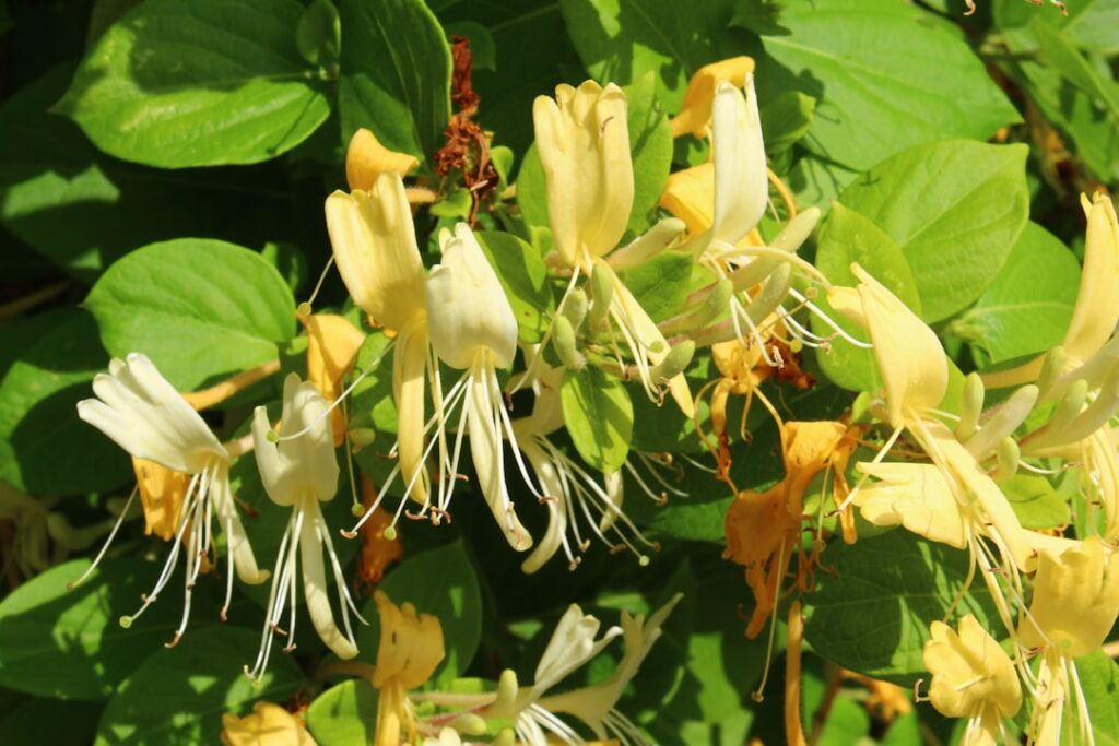 apprenez les méthodes efficaces pour multiplier le chèvrefeuille, du bouturage à la division, afin d'embellir votre jardin avec cette plante grimpante parfumée.