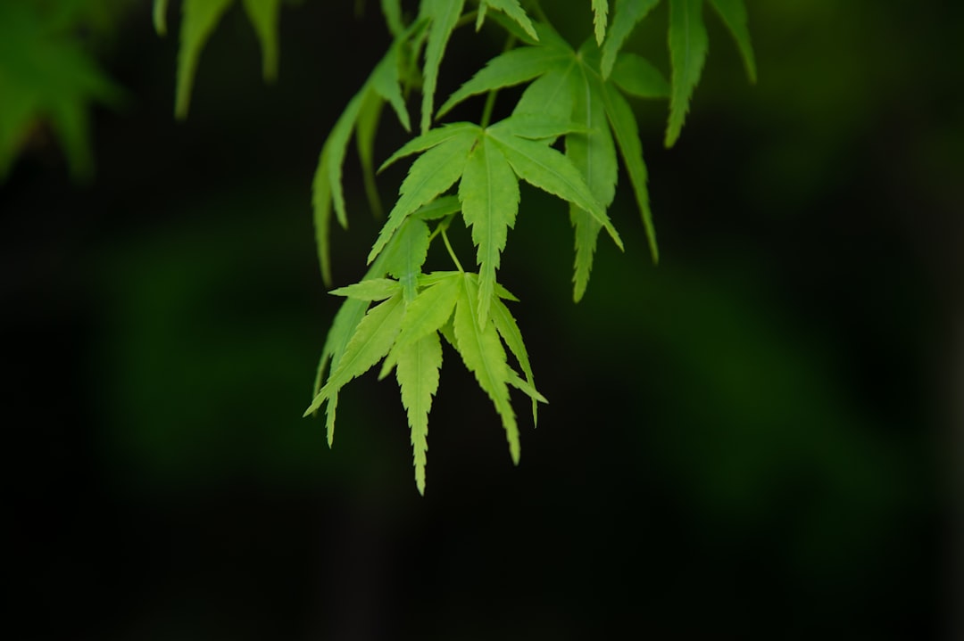 apprenez les meilleures techniques pour la multiplication de l'érable japonais, incluant la propagation par graines, boutures et greffes pour un jardin réussi.