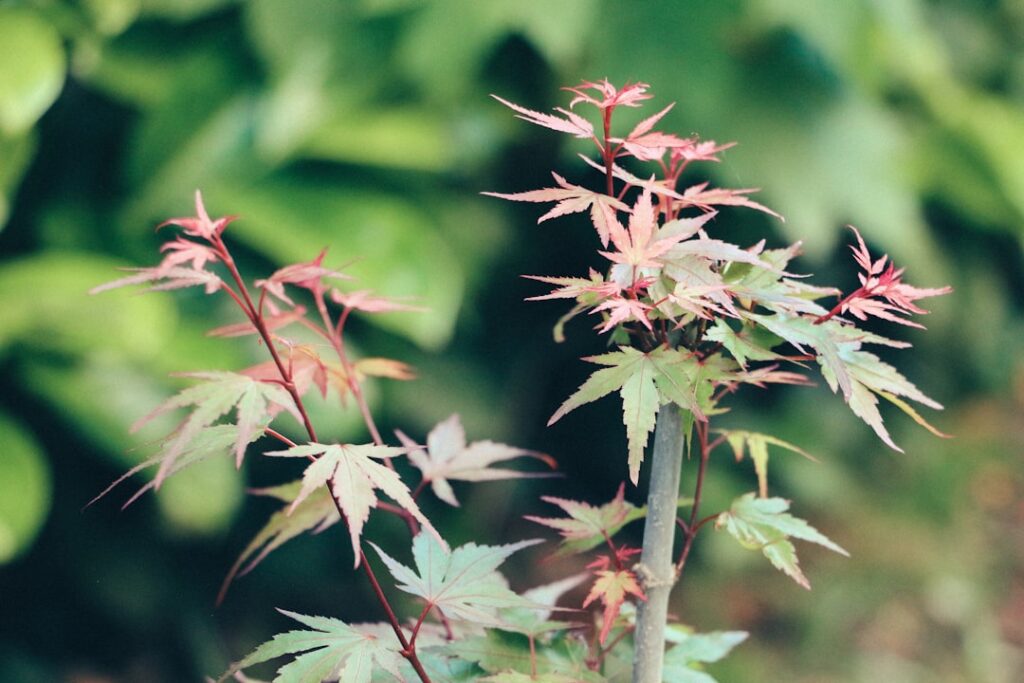 apprenez les méthodes efficaces pour la propagation de l'érable japonais, incluant le bouturage, le marcottage et la culture à partir de graines, pour obtenir de magnifiques petits érables.