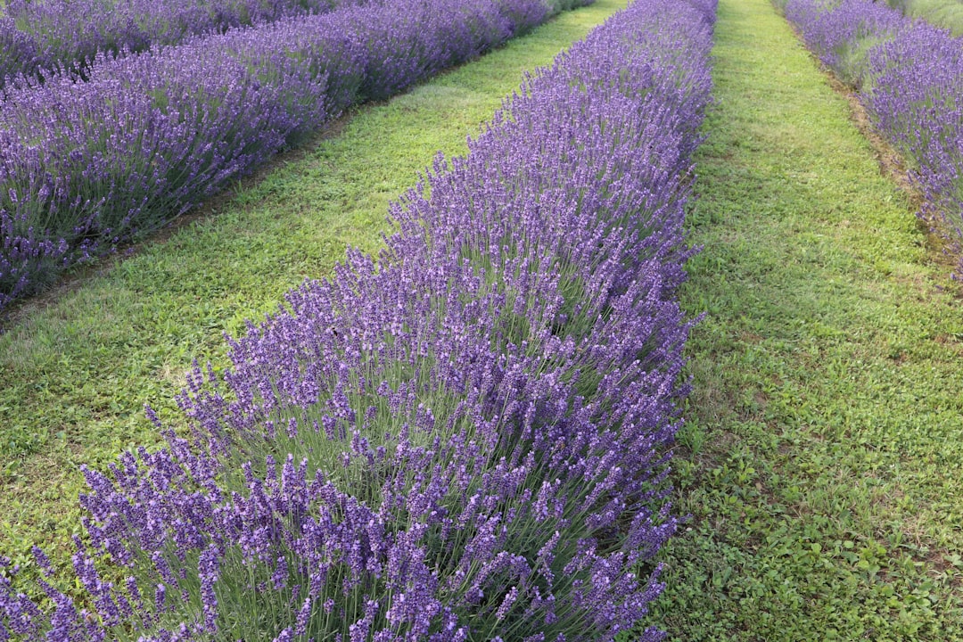 découvrez les méthodes efficaces pour multiplier la lavande, du bouturage à la division des plants, pour un jardin parfumé et fleuri toute l'année.