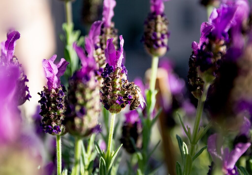découvrez les meilleures méthodes pour la multiplication de la lavande et apprenez à cultiver facilement cette plante aromatique chez vous.