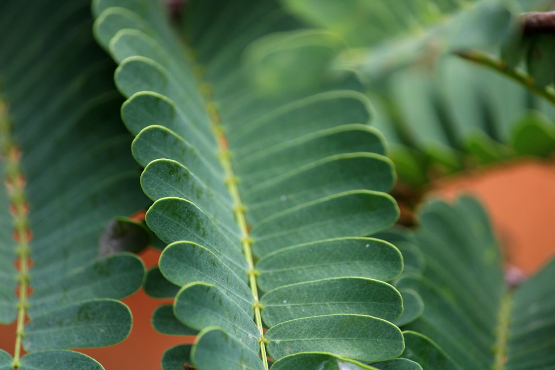 découvrez comment réussir la bouture de mimosa pour obtenir de magnifiques arbustes fleuris. conseils pratiques et astuces pour un geste facile et efficace.