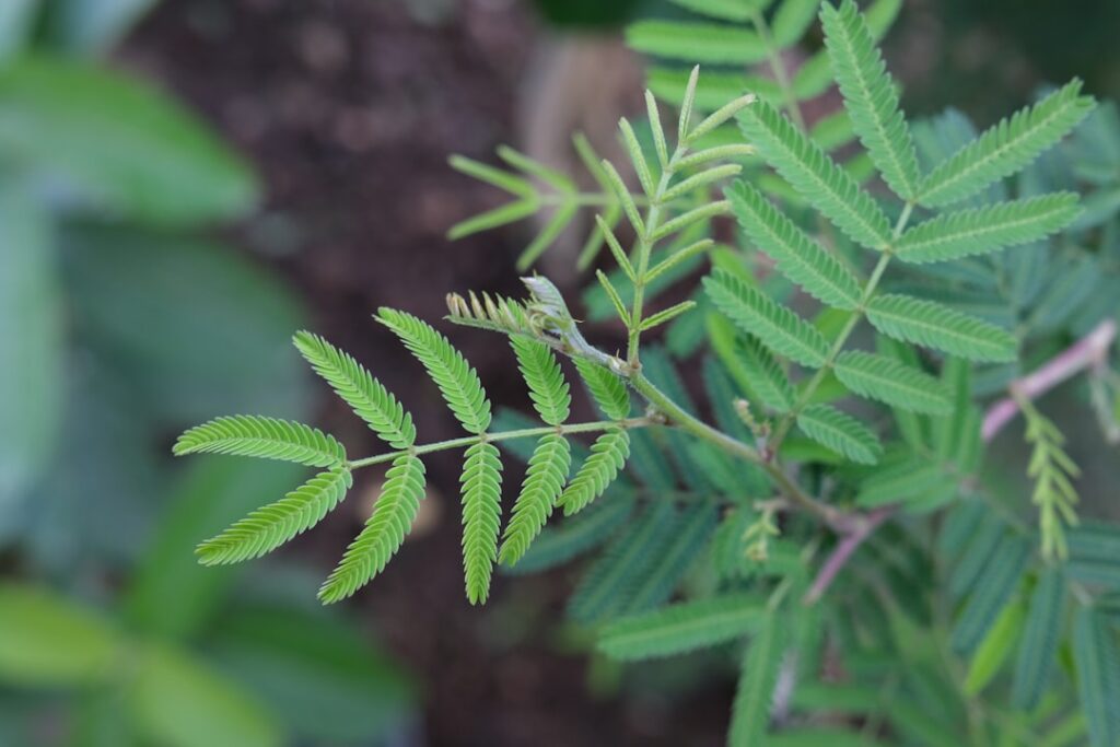 découvrez comment réaliser efficacement une bouture de mimosa pour profiter de ses fleurs éclatantes chez vous.