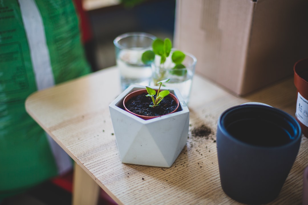 découvrez les meilleures techniques pour réussir la propagation de votre pilea et multiplier facilement cette plante d'intérieur tendance.