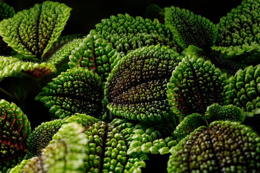découvrez les méthodes simples et efficaces pour la propagation du pilea, la plante d'intérieur tendance, et apprenez à multiplier vos plantes facilement.