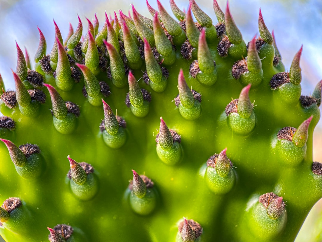apprenez comment propager facilement le figuier de barbarie (prickly pear) grâce à nos conseils pratiques et efficaces pour réussir la multiplication de cette plante succulente.