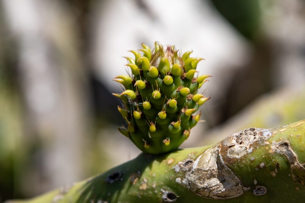 découvrez les méthodes efficaces pour la multiplication du figuier de barbarie, aussi appelé figuier épineux, et apprenez à propager cette plante succulente chez vous.