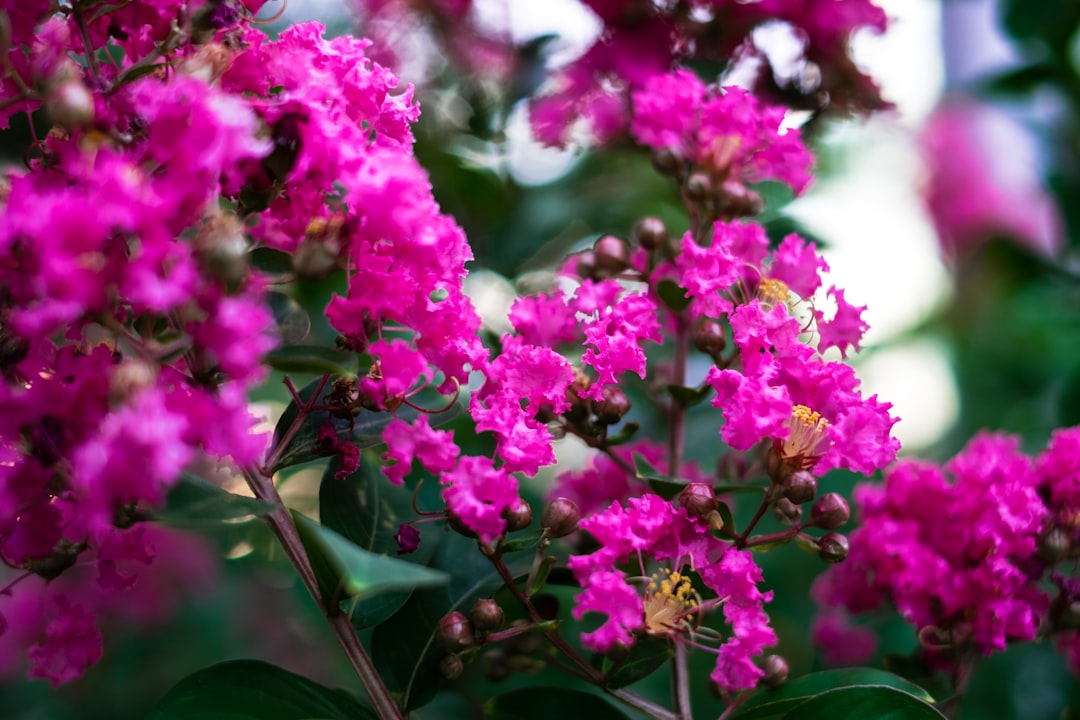découvrez comment multiplier facilement le lilas de perse (crape myrtle) grâce à nos conseils pratiques de bouturage et de culture pour un jardin fleuri et splendide.