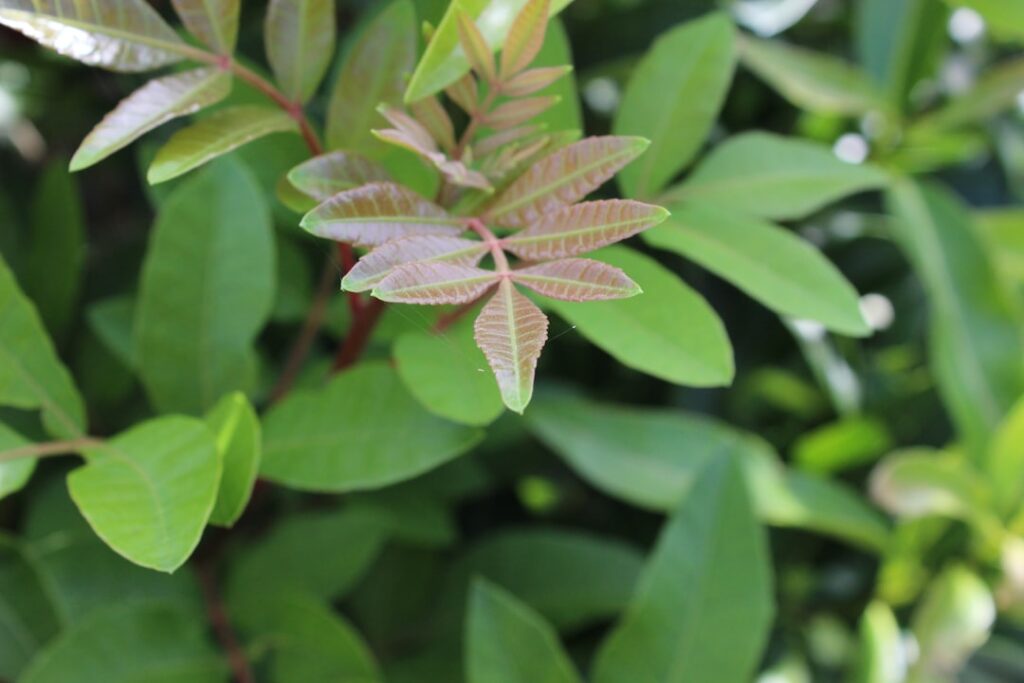 découvrez comment multiplier le lilas des indes (crape myrtle) facilement grâce à nos conseils de bouturage et de multiplication. apprenez les meilleures techniques pour réussir la propagation et embellir votre jardin.