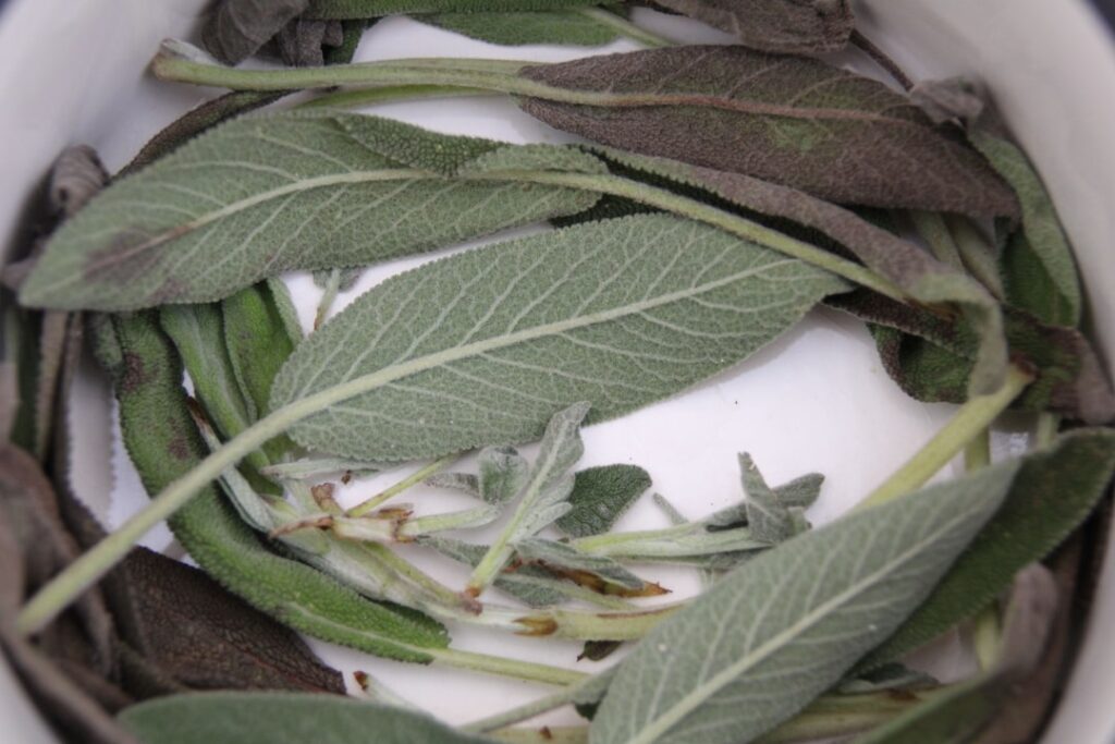 sage cutting : techniques et conseils pour tailler la sauge et favoriser une croissance saine et abondante.