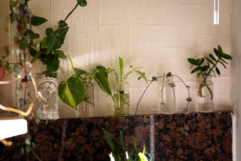 découvrez comment propager facilement vos plantes succulentes grâce à nos conseils pratiques et astuces pour réussir la multiplication de vos plantes préférées.