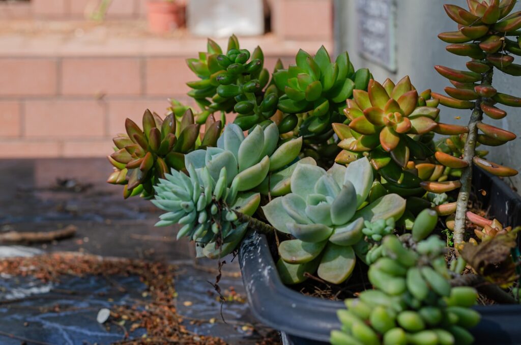 apprenez les meilleures techniques pour la propagation de succulentes et faites pousser facilement vos plantes d'intérieur préférées.