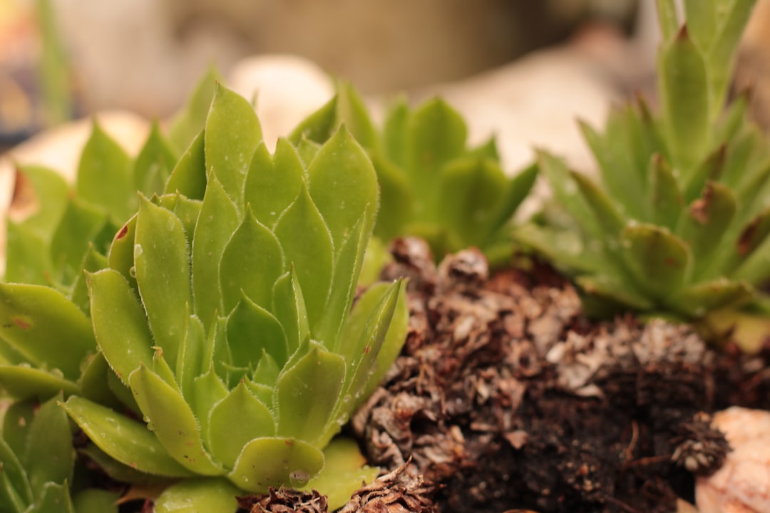 découvrez nos conseils pratiques pour réussir la propagation de vos plantes succulentes et multiplier facilement votre collection.