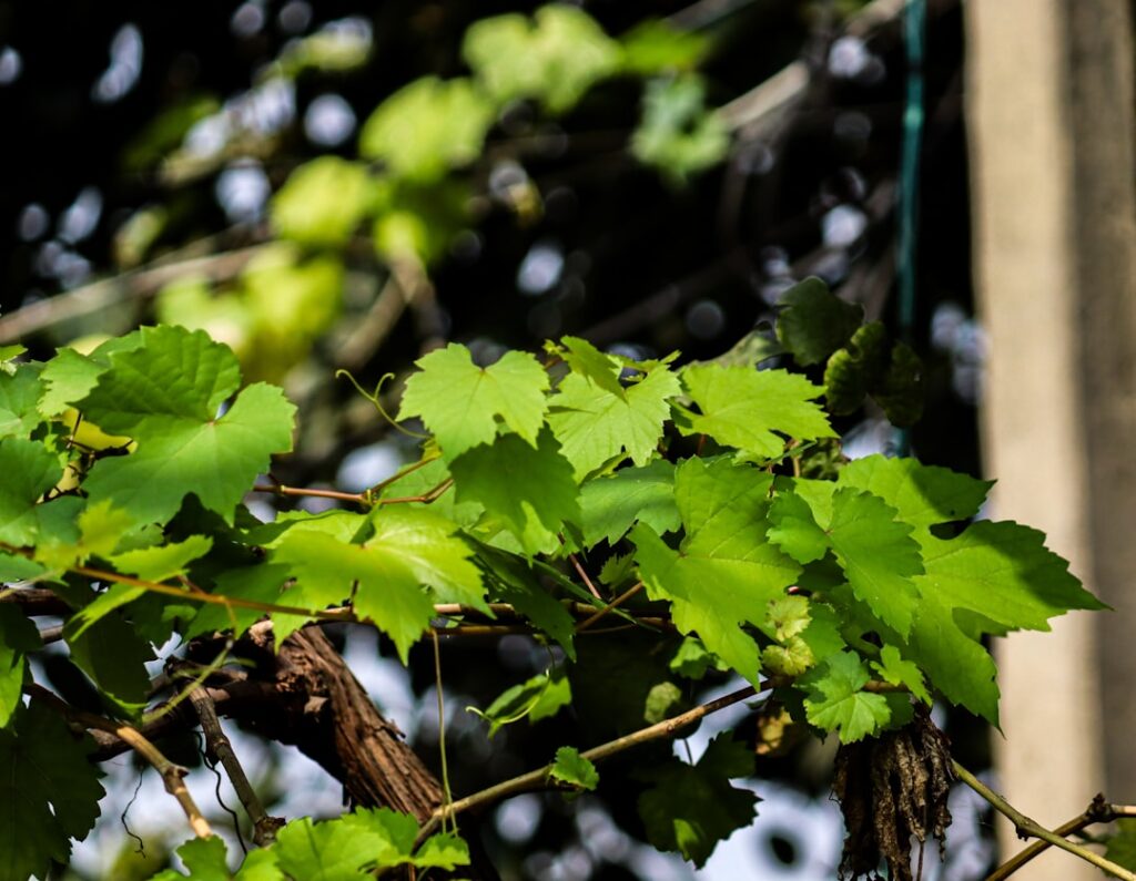 découvrez les techniques essentielles de la taille de la vigne pour optimiser la croissance, améliorer la qualité des raisins et assurer une récolte abondante.