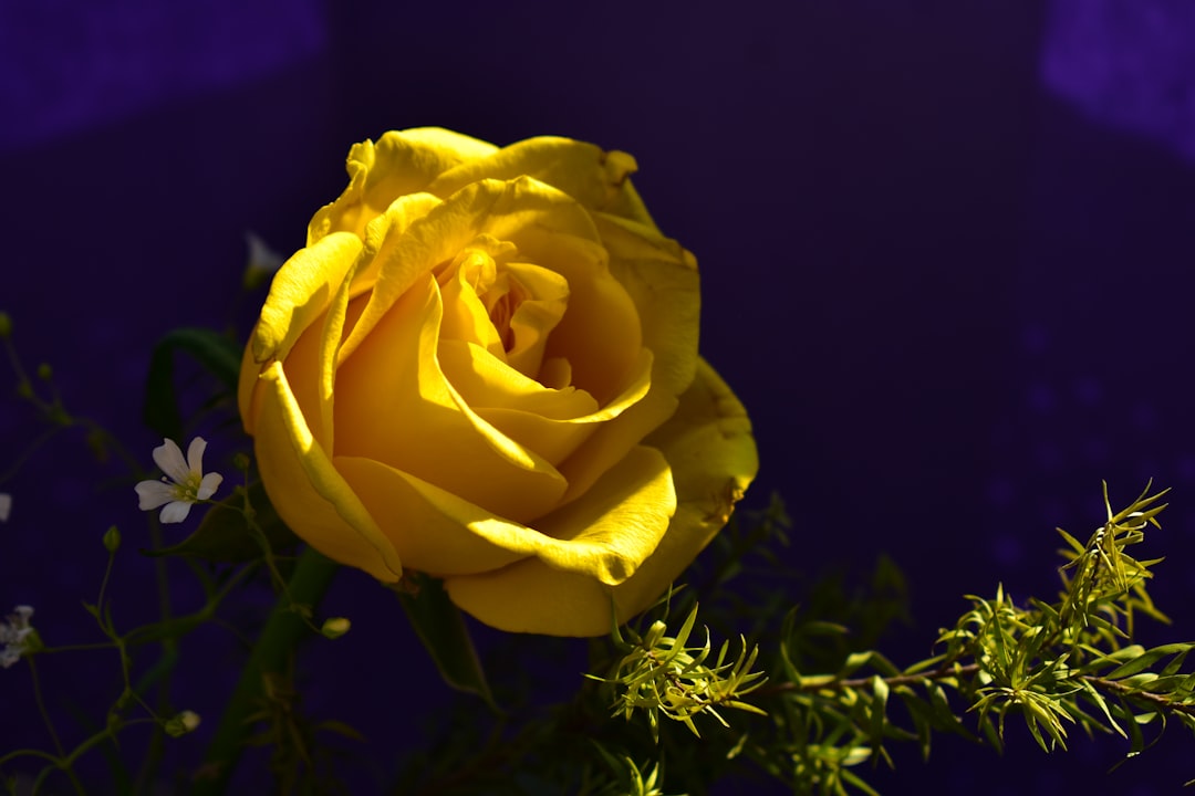 découvrez la symbolique de la rose jaune, représentant l'amitié, la joie et la chaleur, et apprenez comment cette fleur éclatante transmet des sentiments positifs.