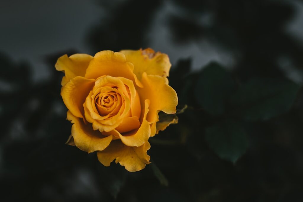 découvrez la signification des roses jaunes, symboles d'amitié, de joie et de bonheur dans différentes cultures.