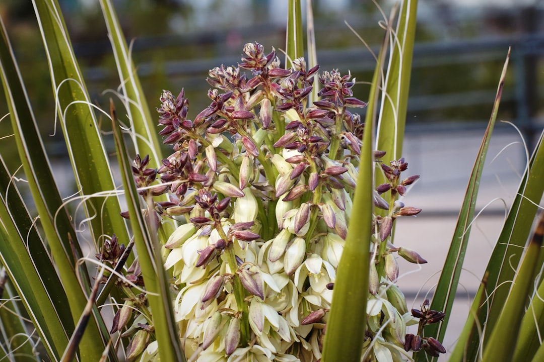 découvrez comment propager facilement le yucca grâce à nos conseils pratiques pour réussir la multiplication de cette plante résiliente et décorative.