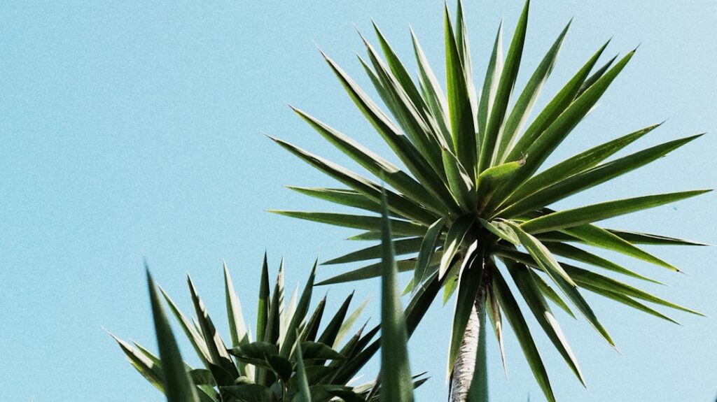 découvrez les méthodes simples et efficaces pour propager votre yucca et multiplier vos plantes grâce à notre guide complet de propagation du yucca.