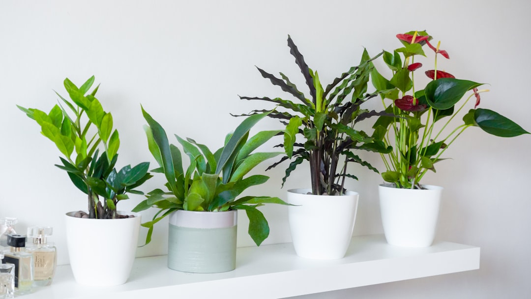 découvrez comment propager facilement le zamioculcas grâce à nos conseils pratiques pour multiplier cette plante d'intérieur élégante et résistante.