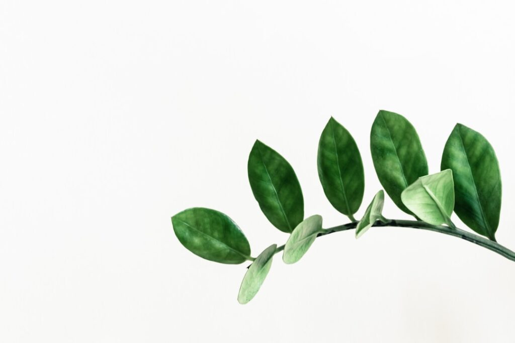 découvrez comment propager facilement le zamioculcas avec nos conseils pratiques pour réussir la multiplication de cette plante d'intérieur résistante.